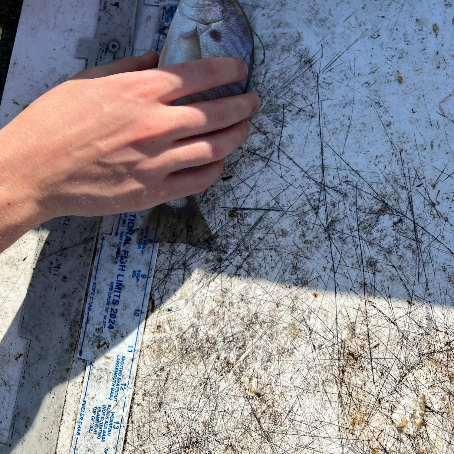 recently logged catches