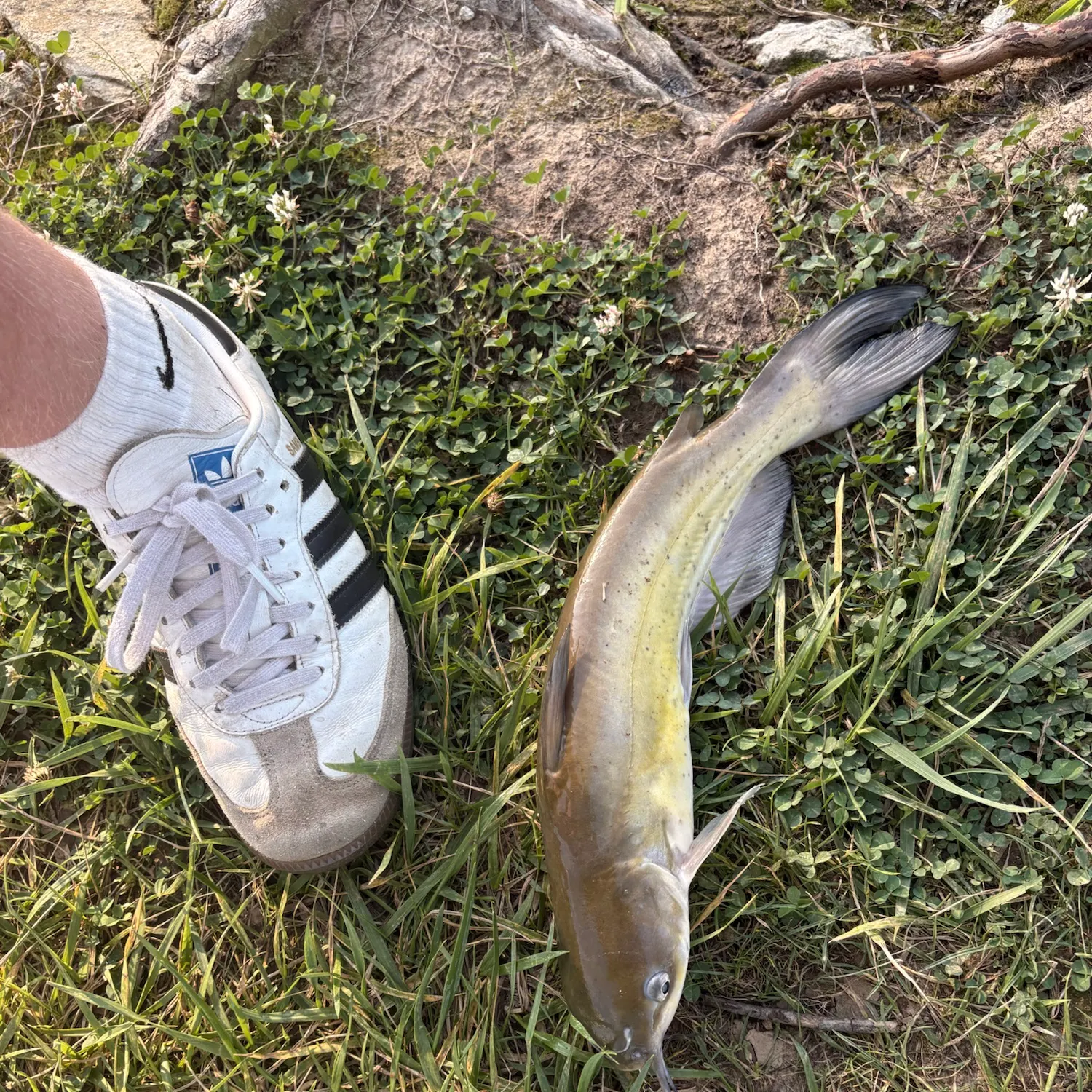 Channel catfish caught on Fishbrain