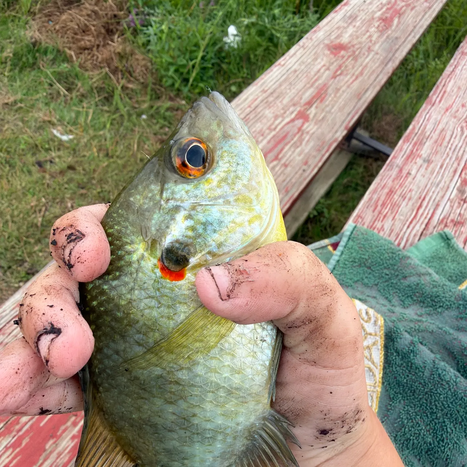 catch