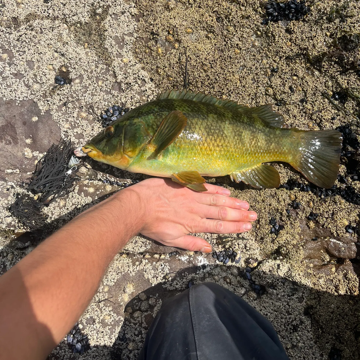 Ballan wrasse caught on Fishbrain