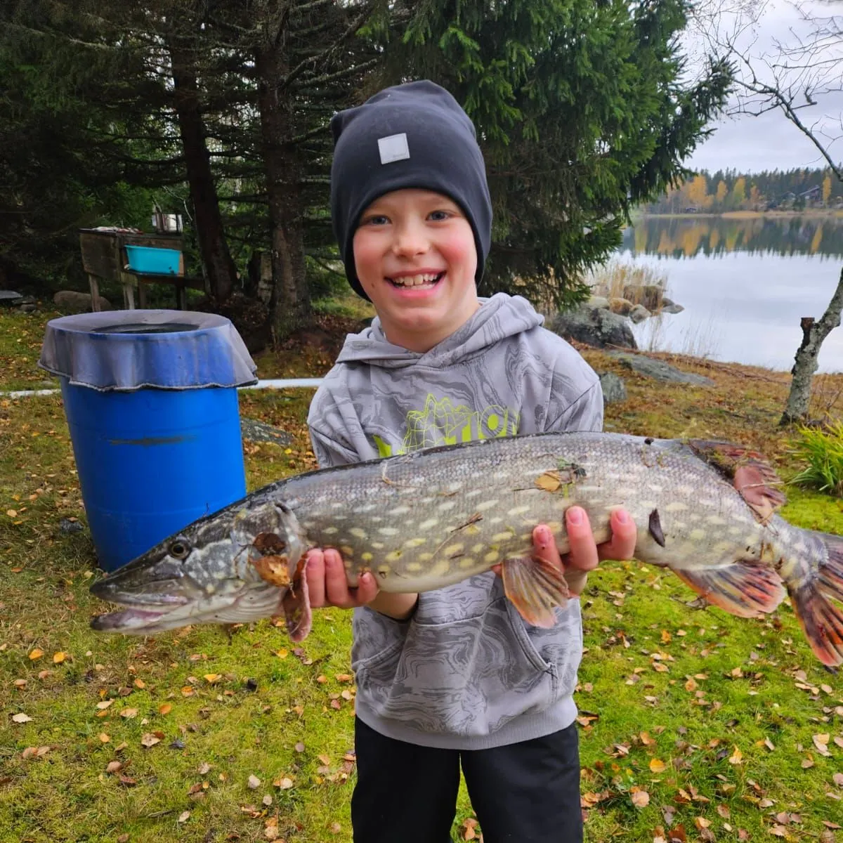 Northern pike caught on Fishbrain