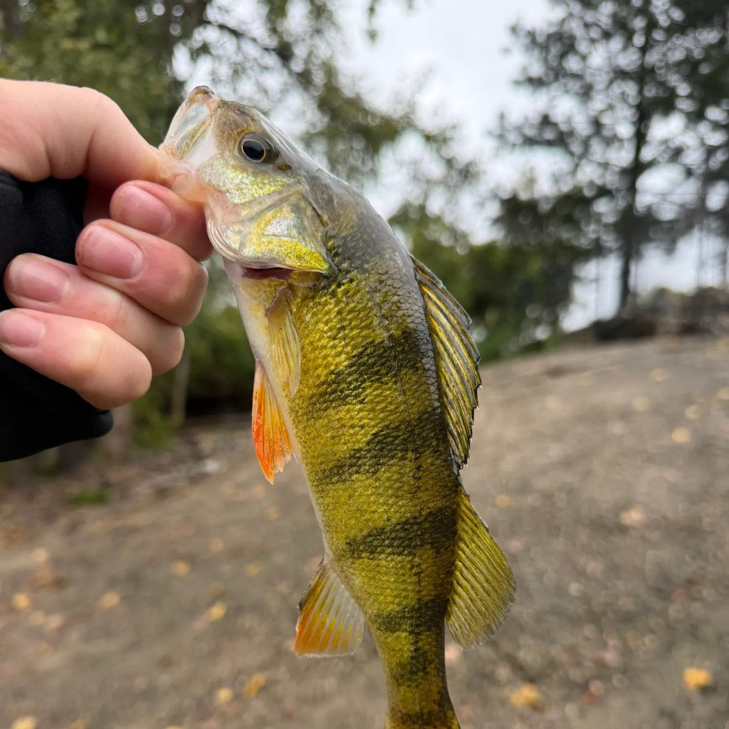 Yellow perch caught on Fishbrain
