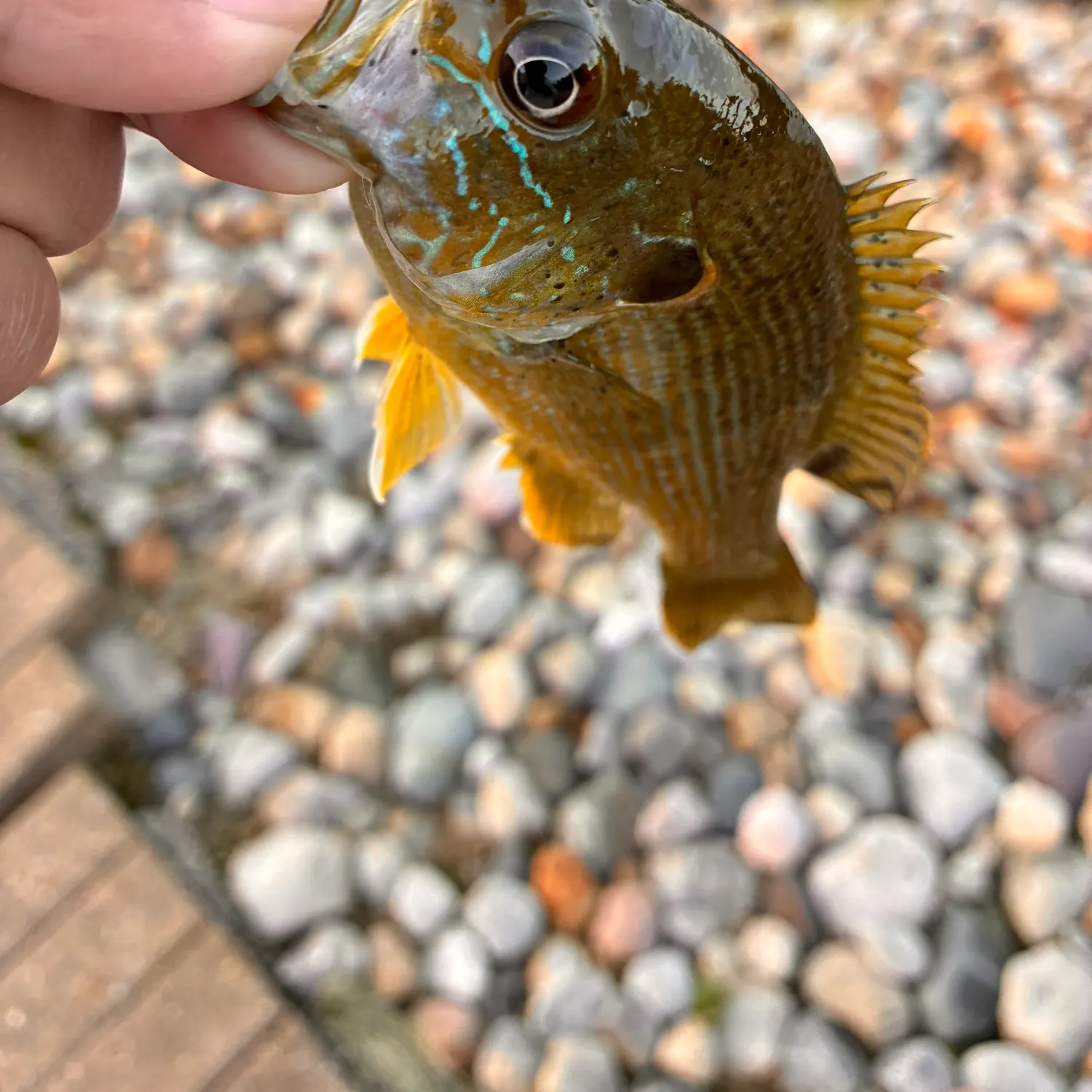 Fish caught on Fishbrain