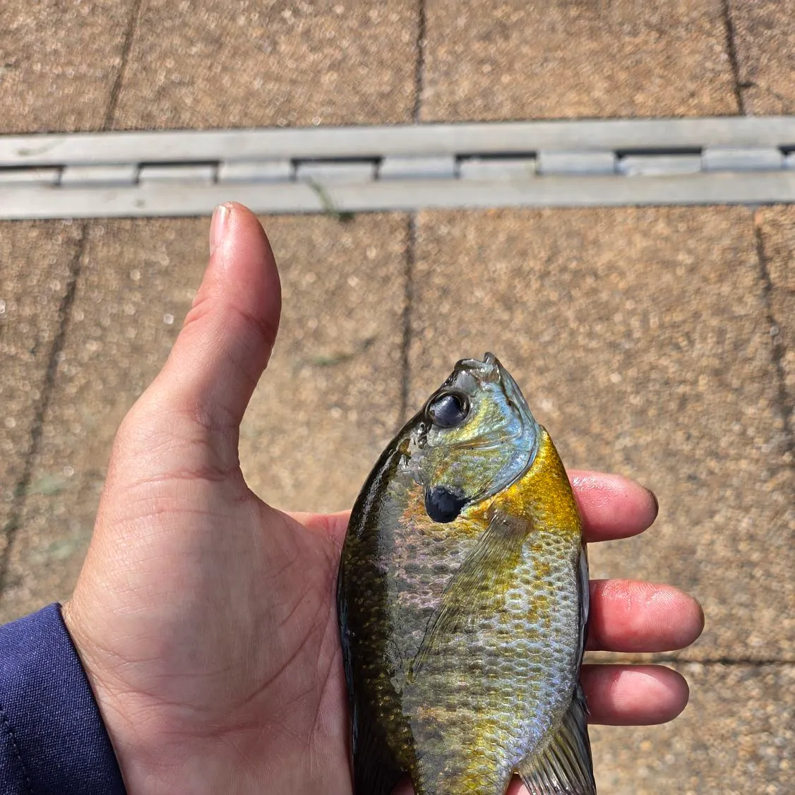 Bluegill caught on Fishbrain