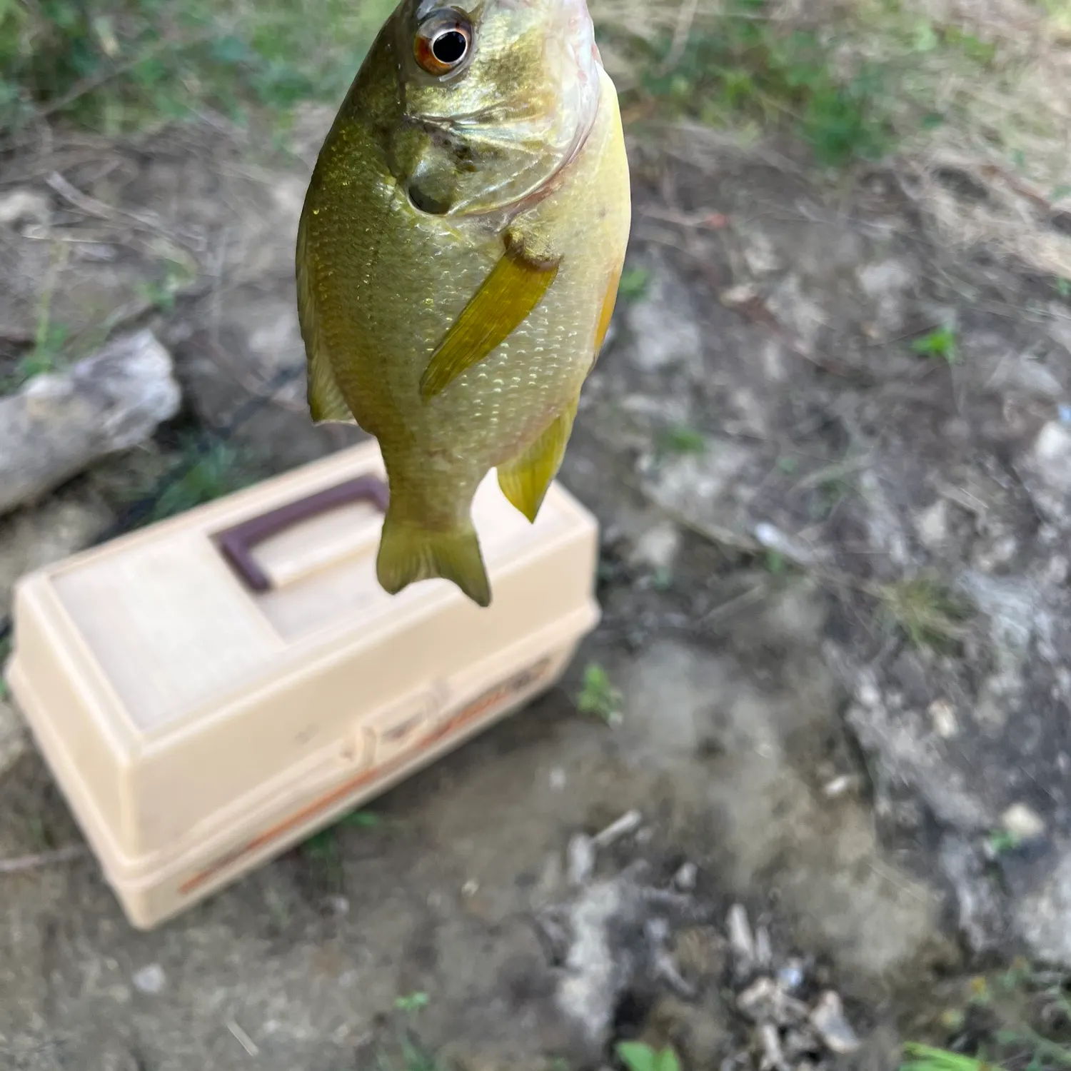 Bluegill caught on Fishbrain