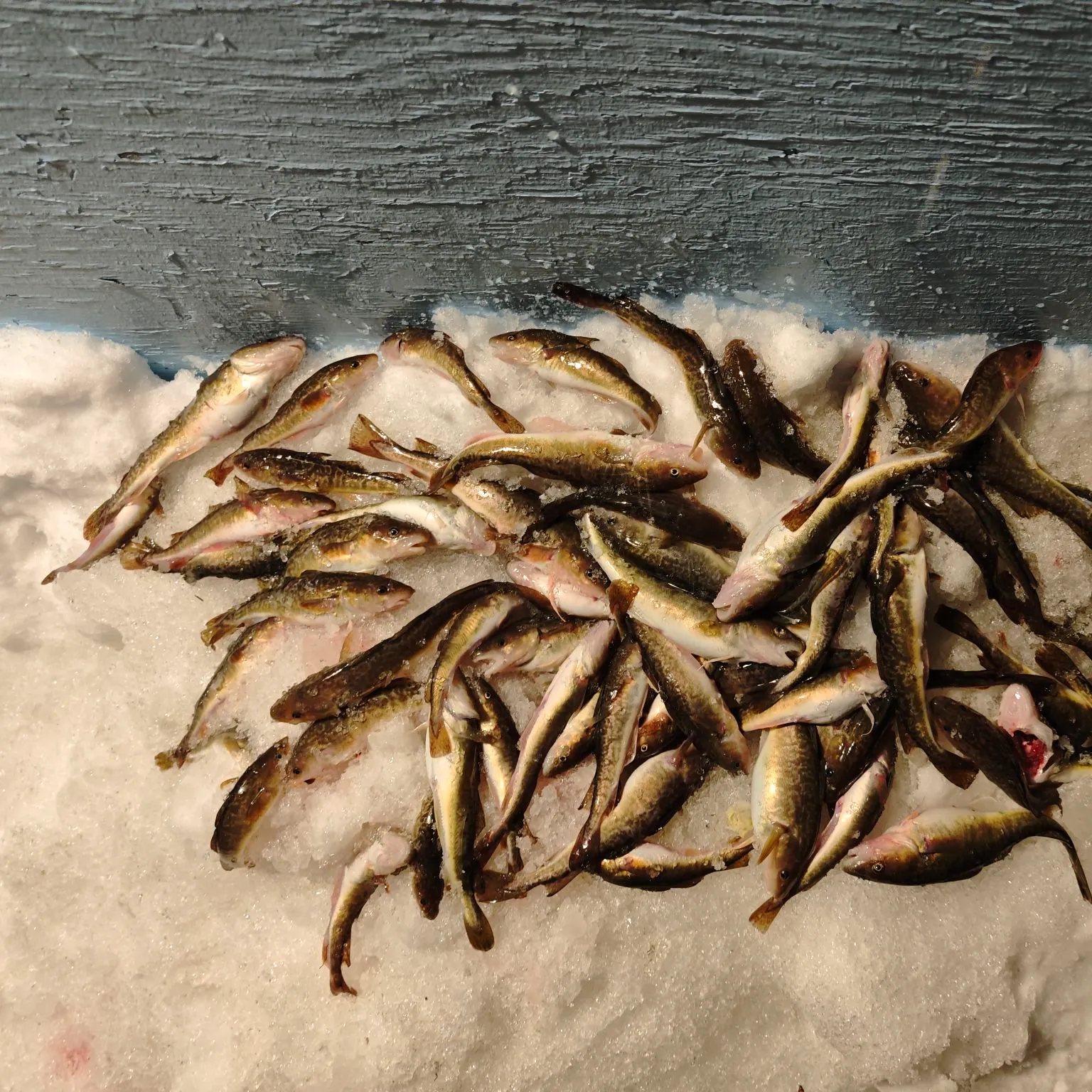 The most recent Atlantic tomcod catches on Fishbrain