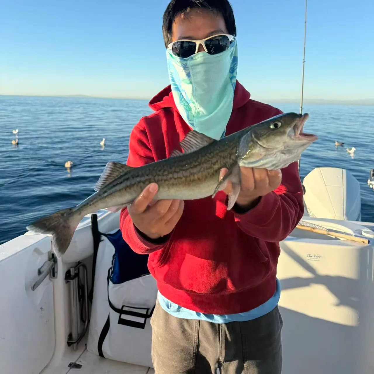 The most recent Sablefish catches on Fishbrain