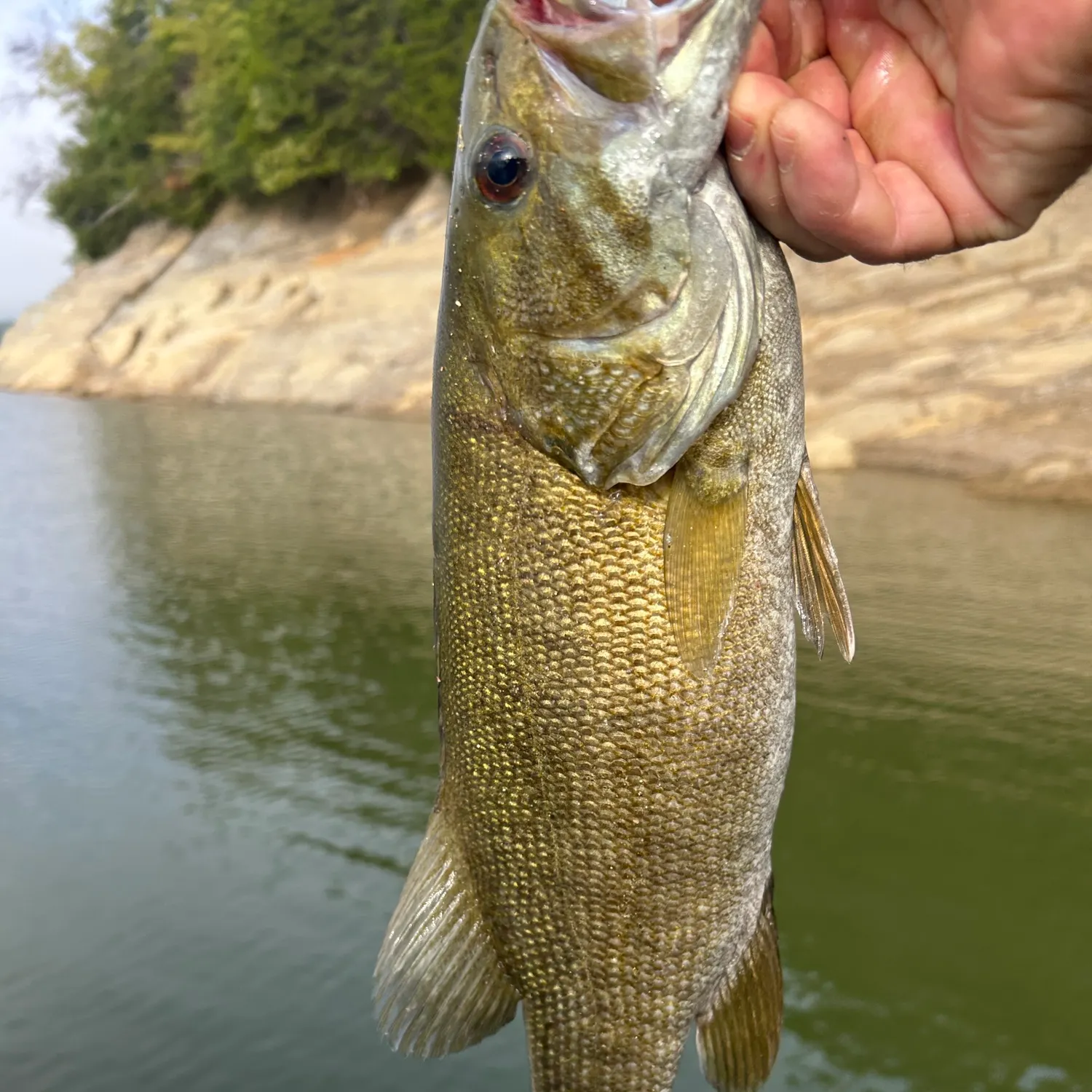 Smallmouth bass caught on Fishbrain