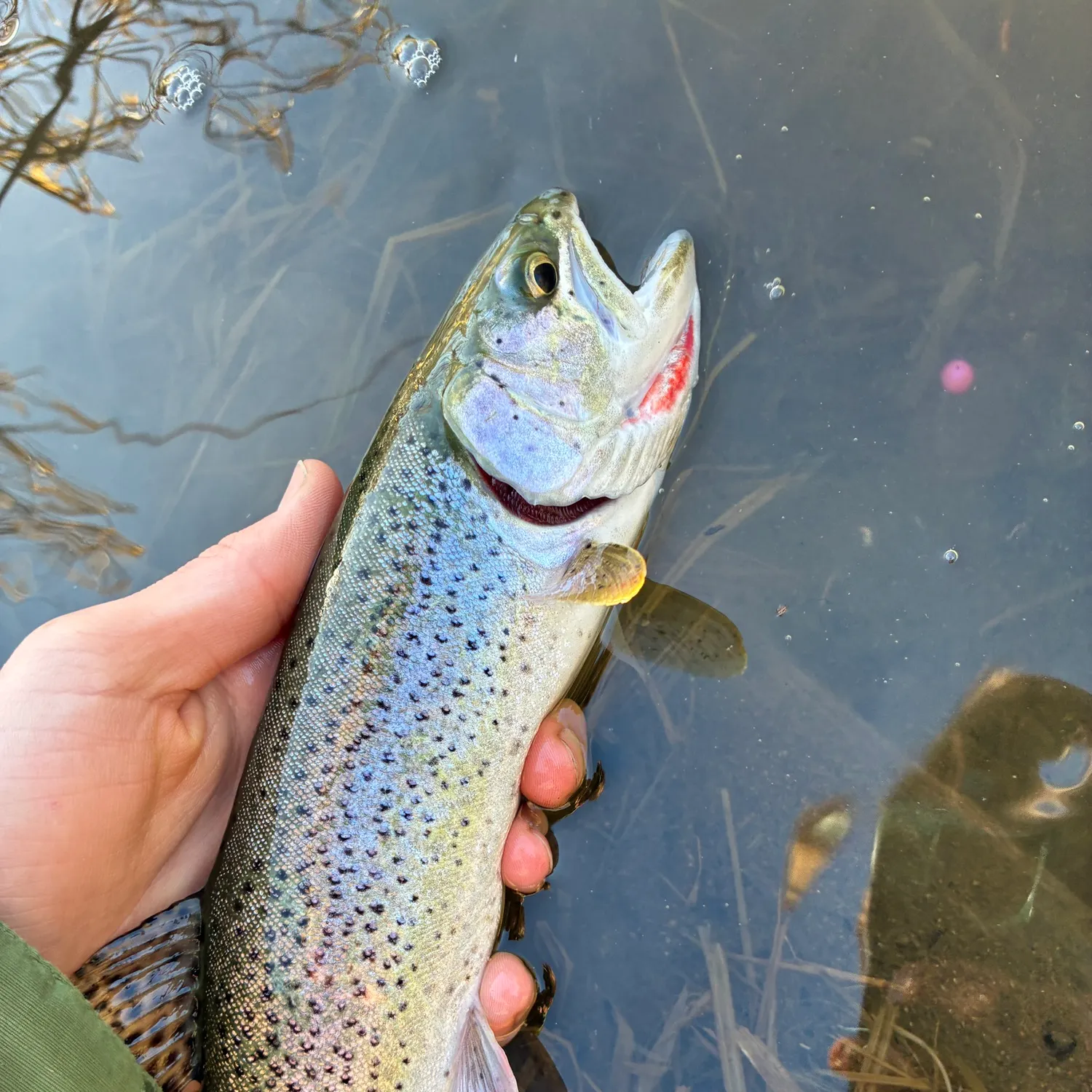 The most recent Coastal cutthroat trout catches on Fishbrain