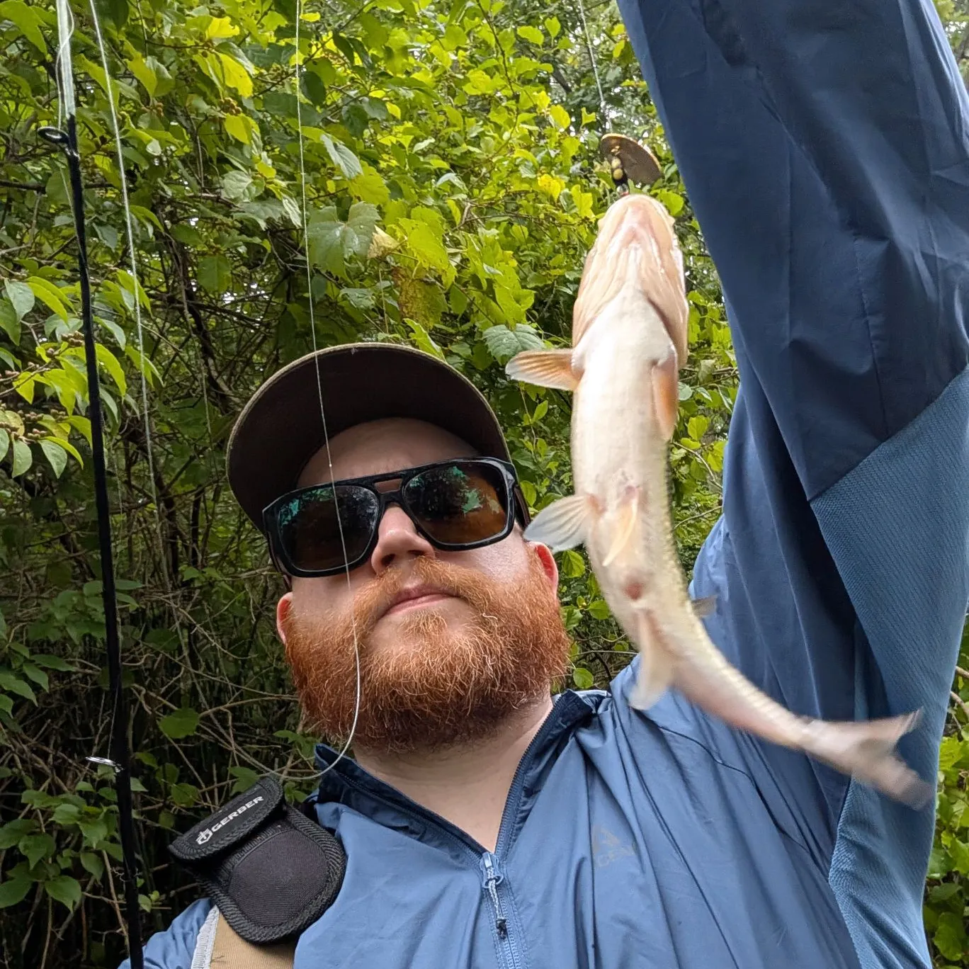 Creek chub caught on Fishbrain