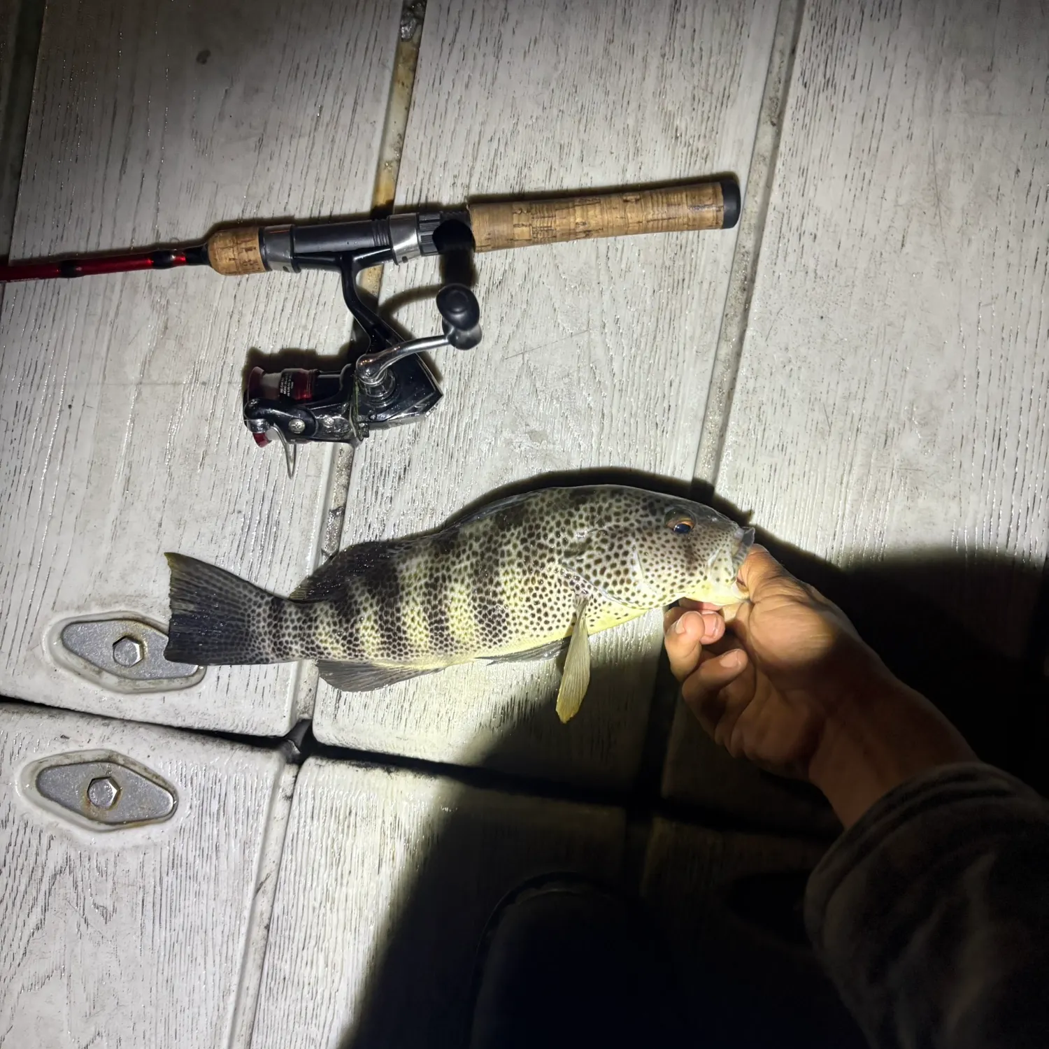 The most recent Spotted sand bass catches on Fishbrain