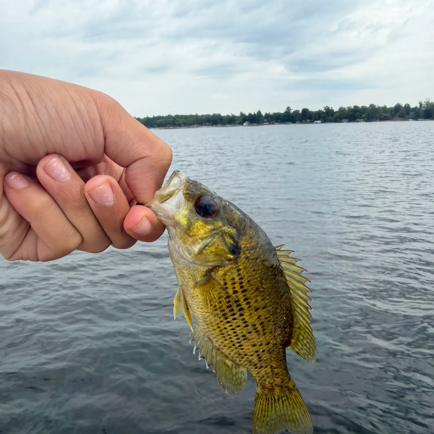 Rock bass caught on Fishbrain