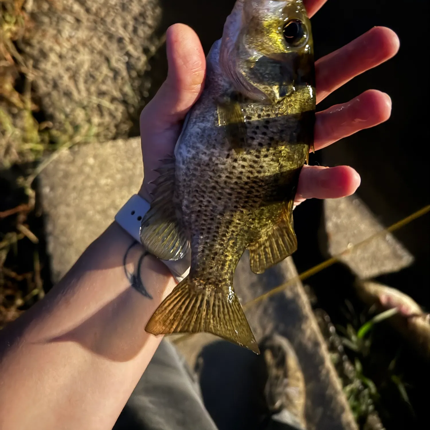 Rock bass caught on Fishbrain