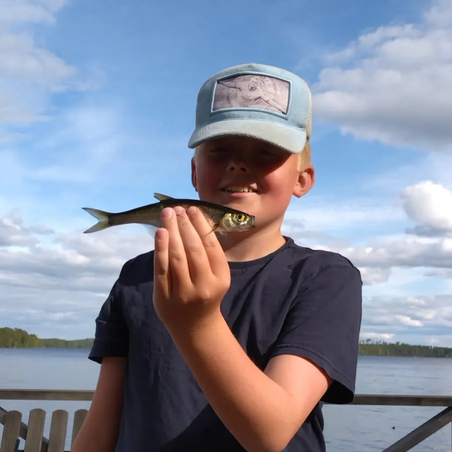 The most recent Common bleak catches on Fishbrain