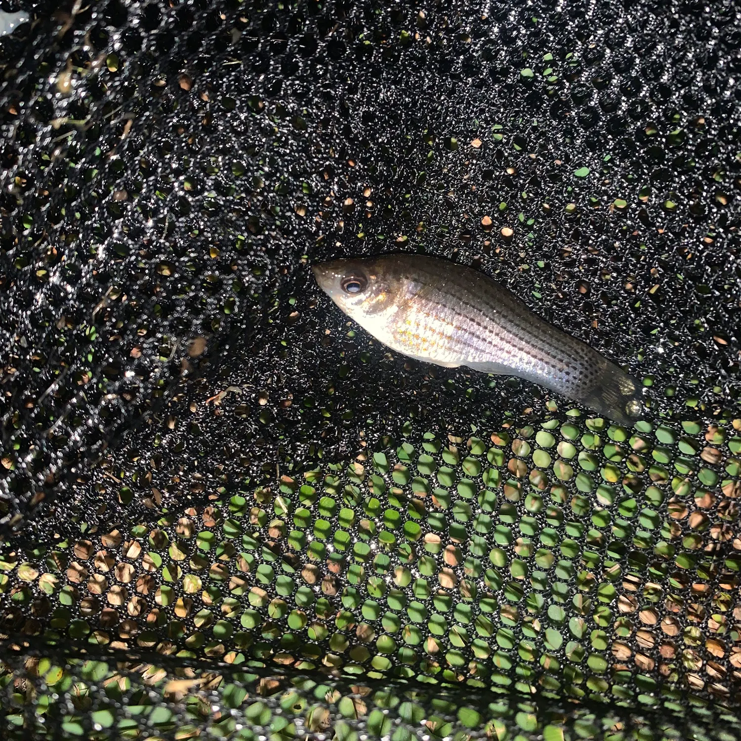 The most recent Rainwater killifish catches on Fishbrain