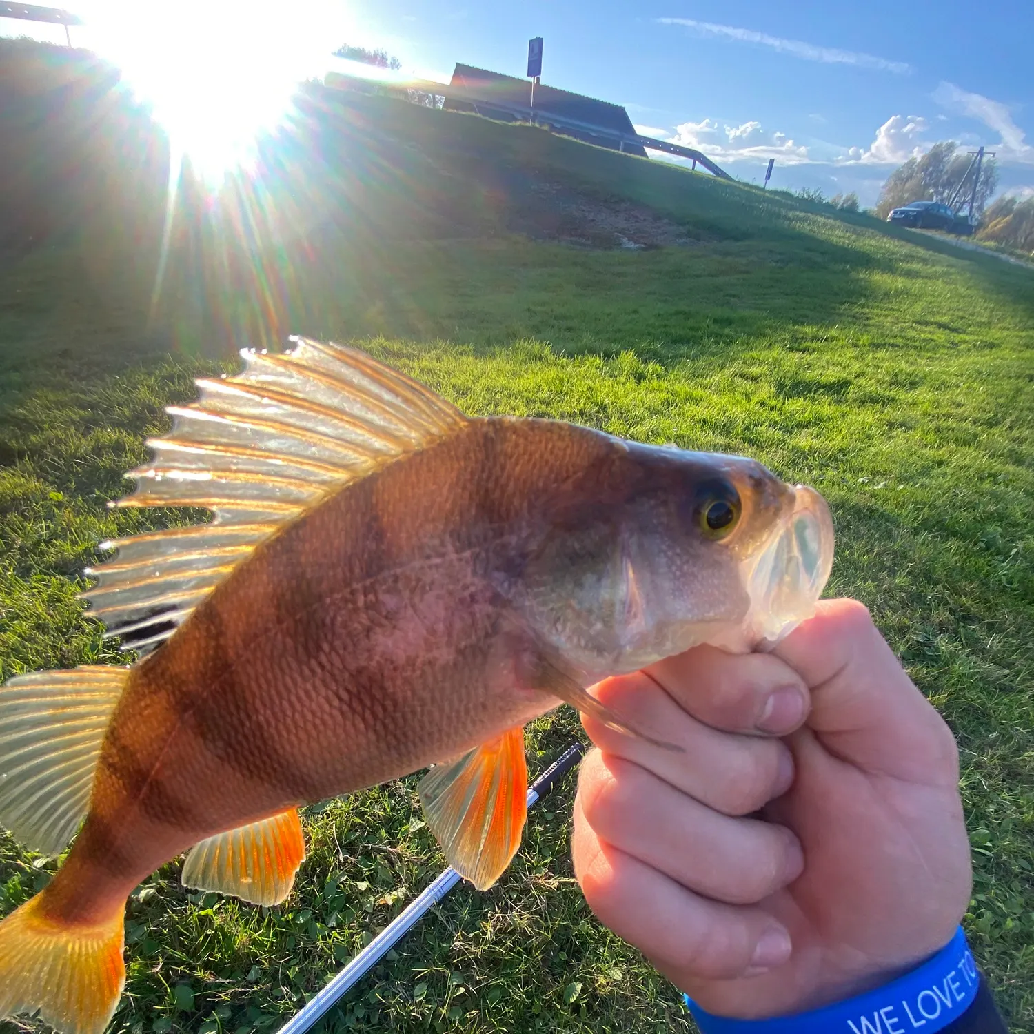 European perch caught on Fishbrain