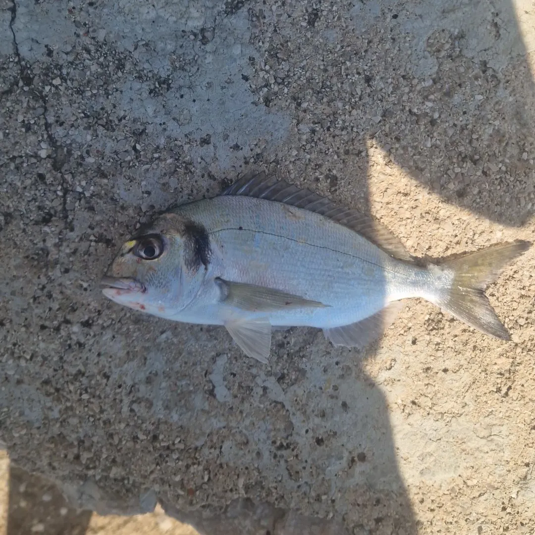 The most recent Goldlined seabream catches on Fishbrain