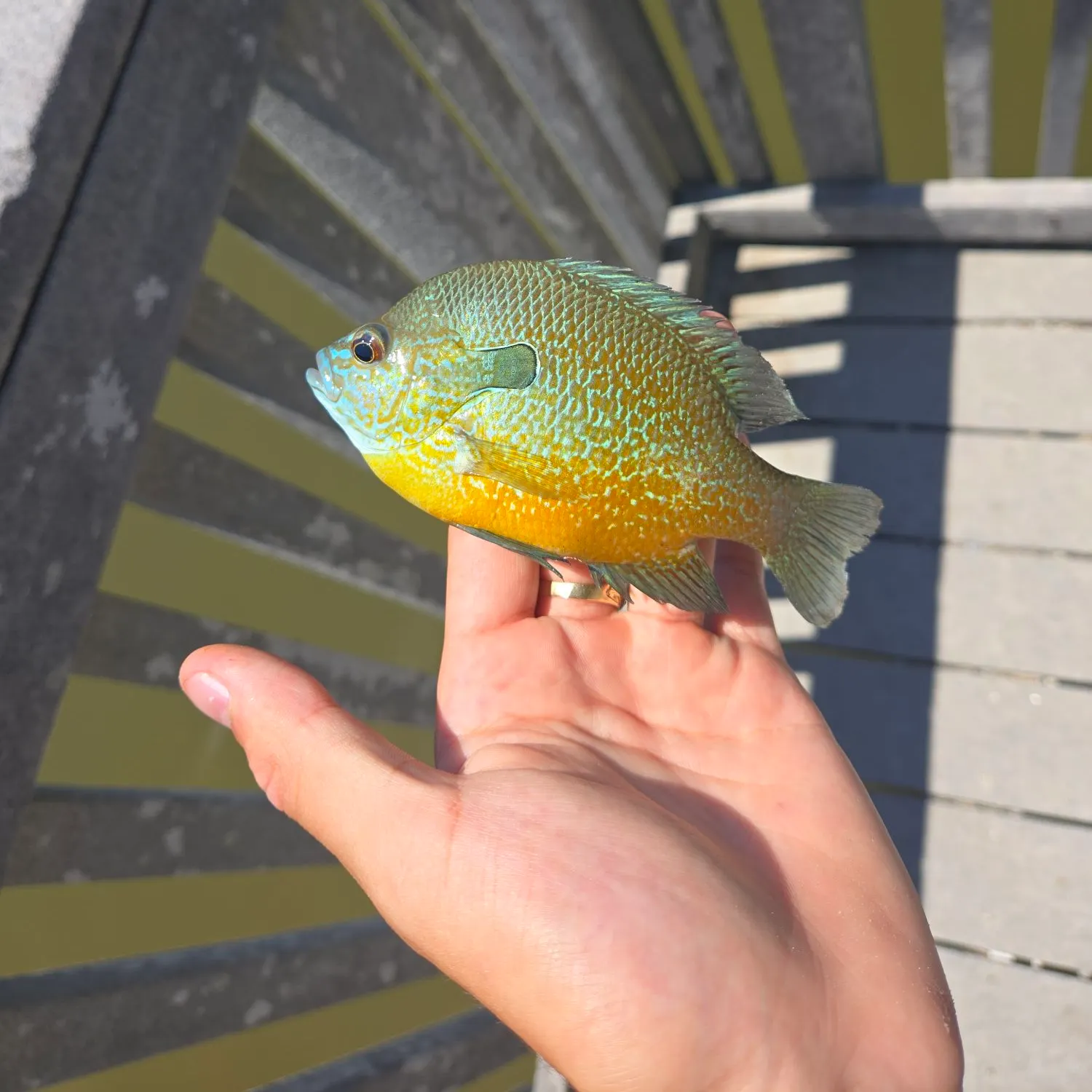Longear sunfish caught on Fishbrain