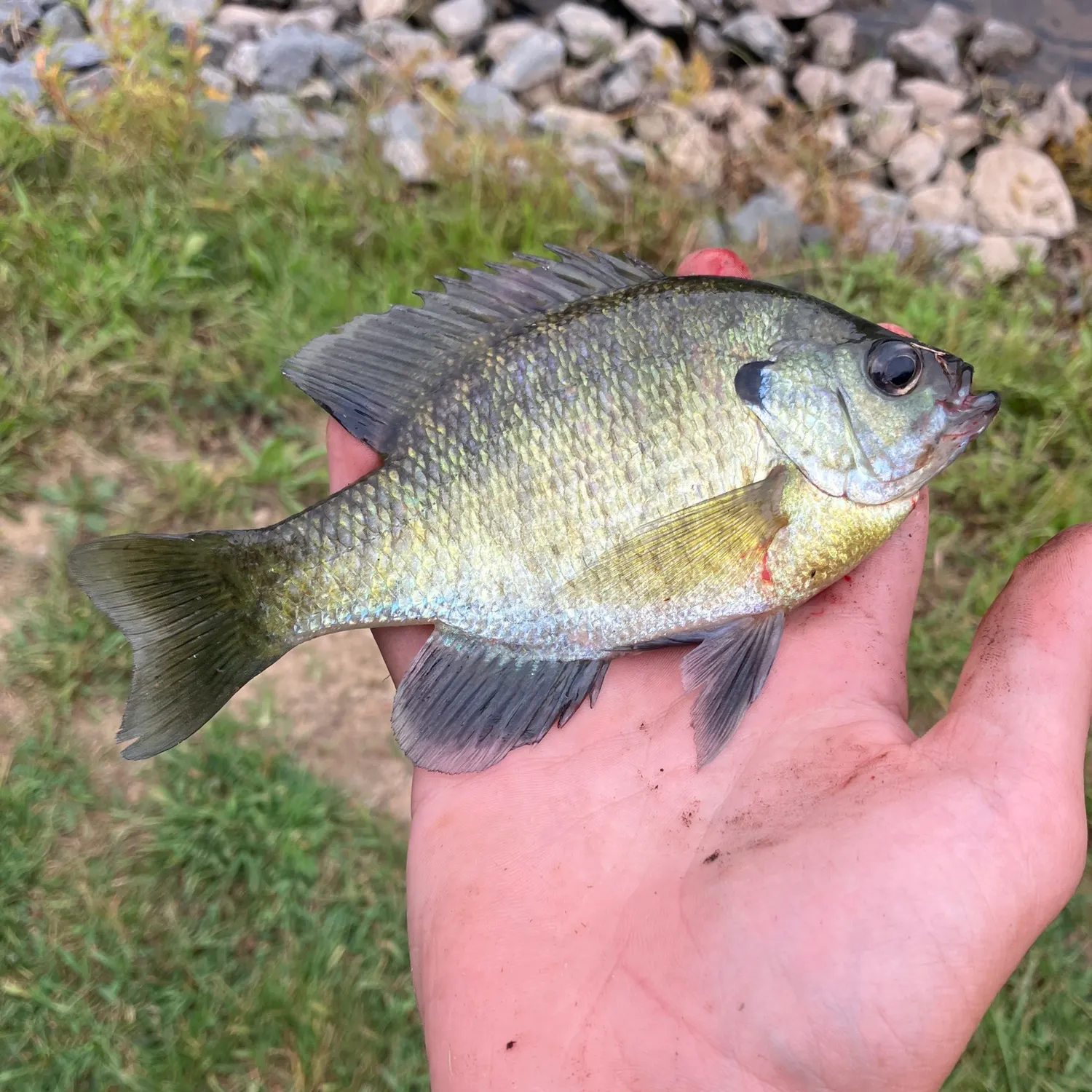 Bluegill caught on Fishbrain
