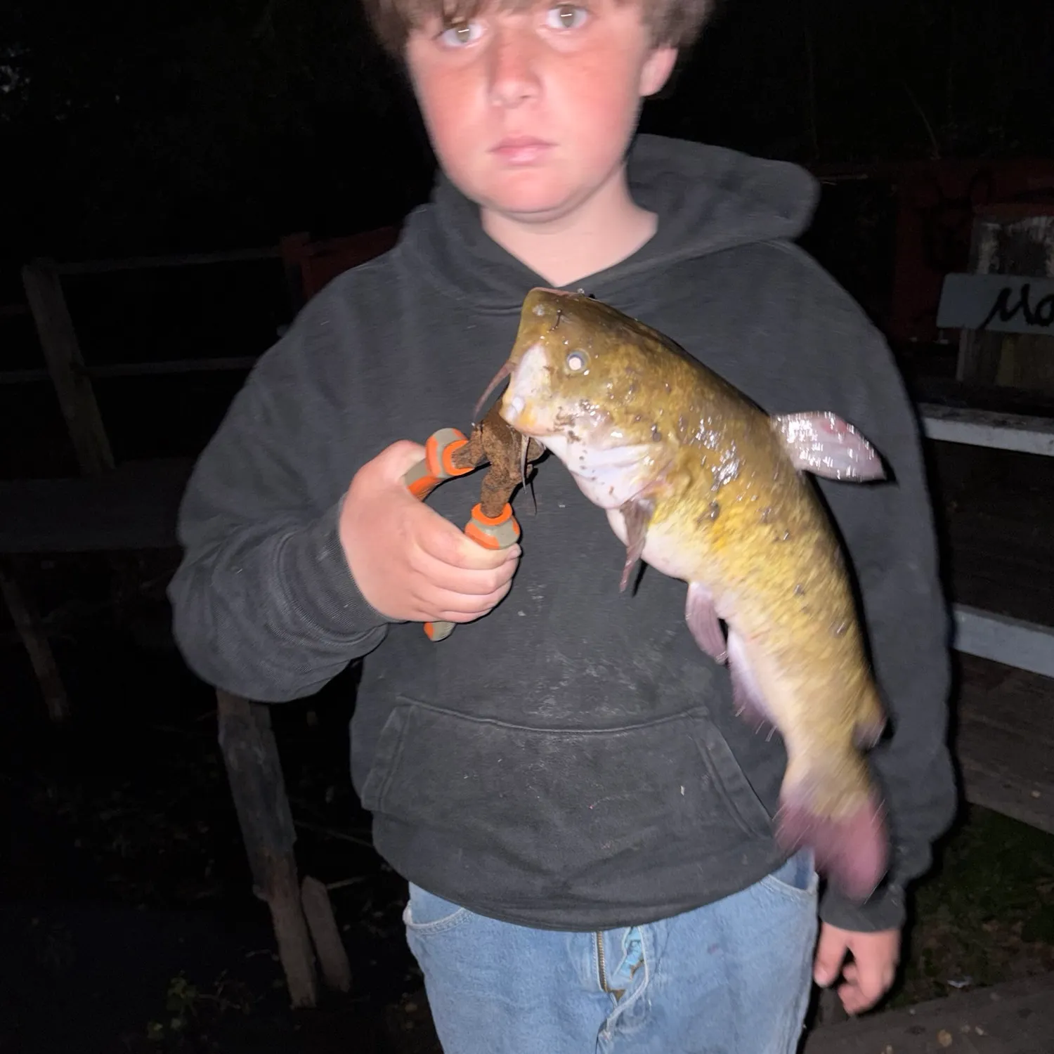 Yellow bullhead caught on Fishbrain