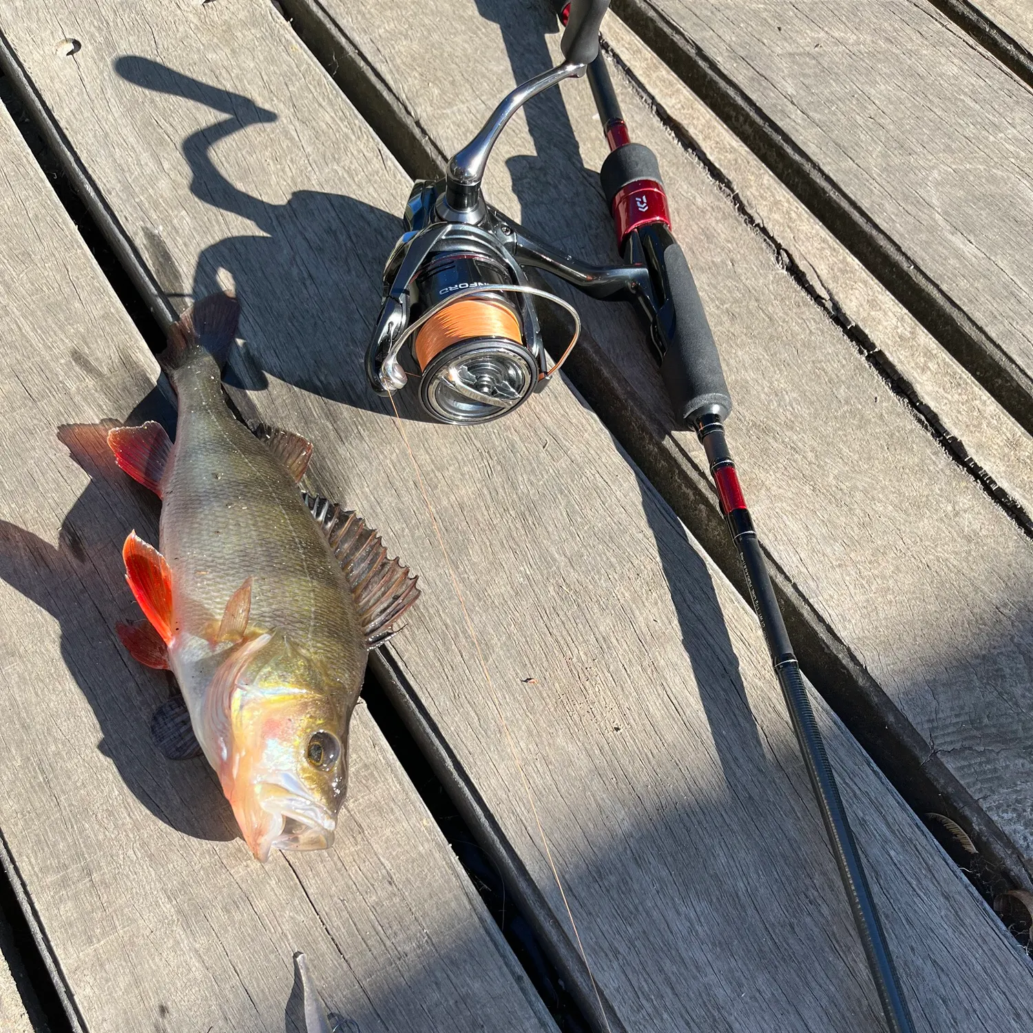 recently logged catches