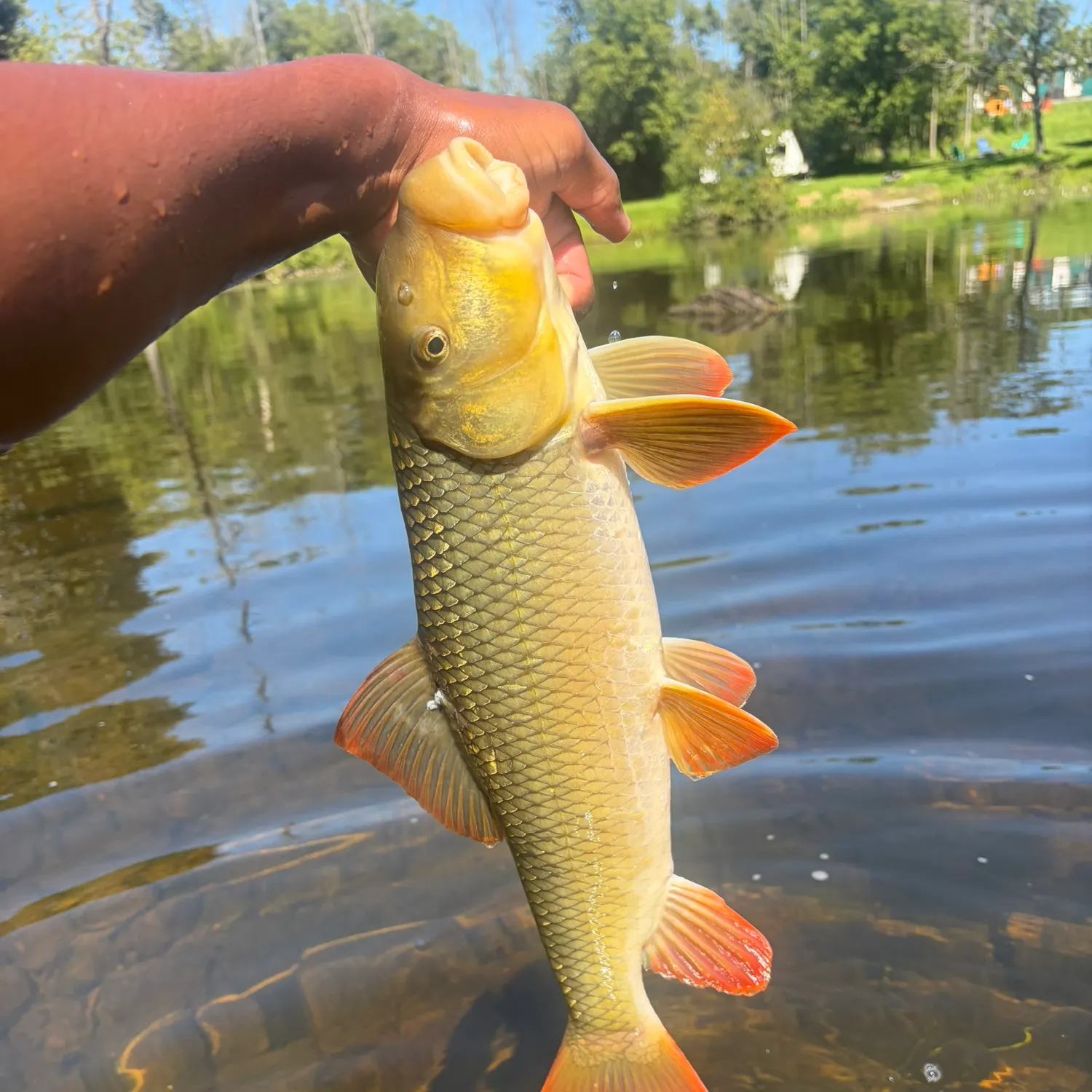 The most recent Shorthead redhorse catches on Fishbrain