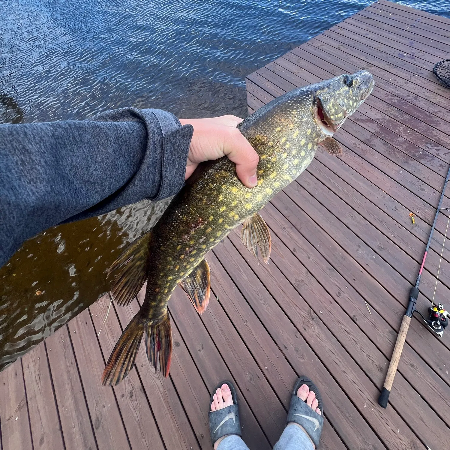 Northern pike caught on Fishbrain