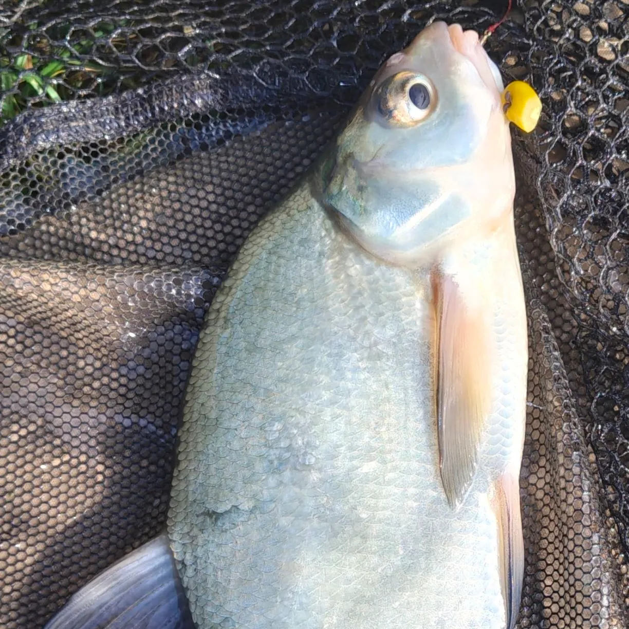 Common bream caught on Fishbrain