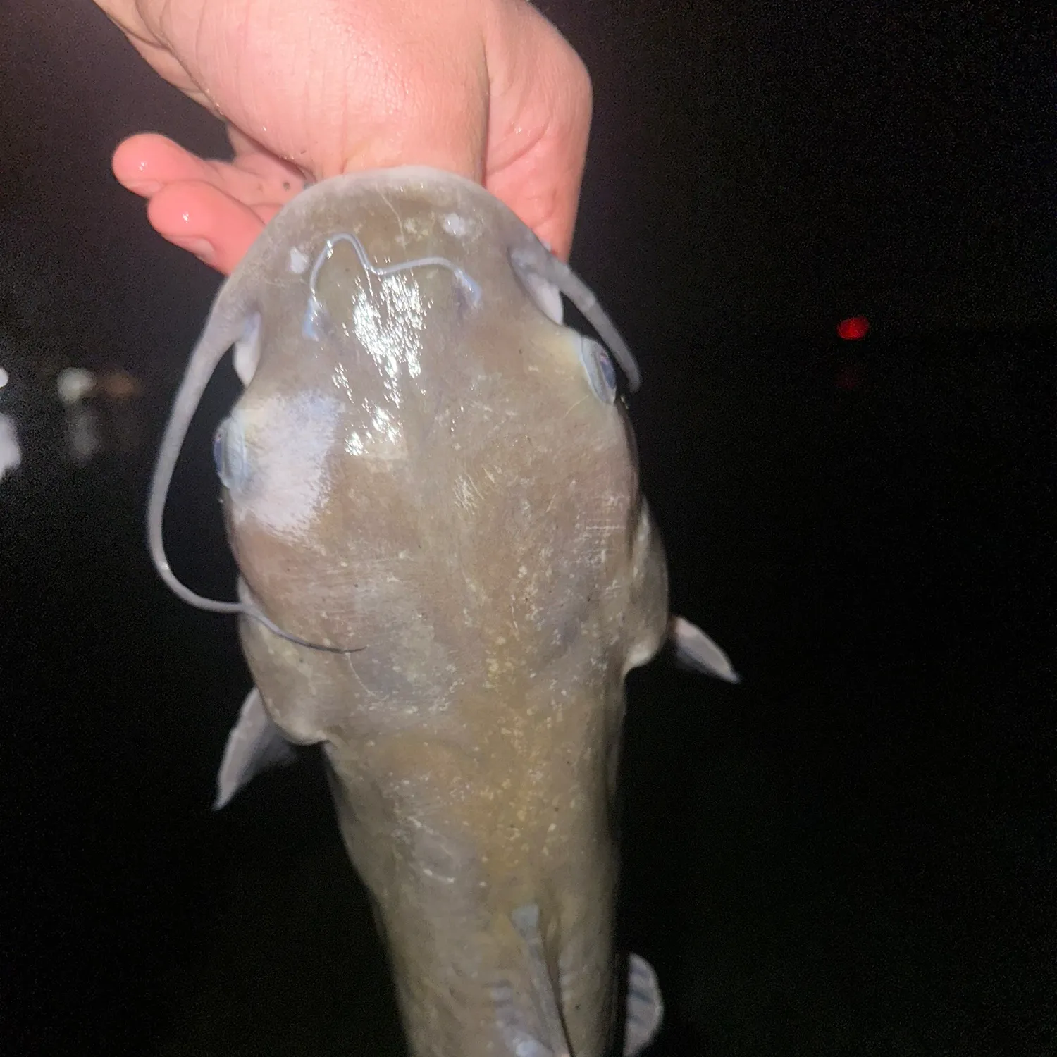 Channel catfish caught on Fishbrain