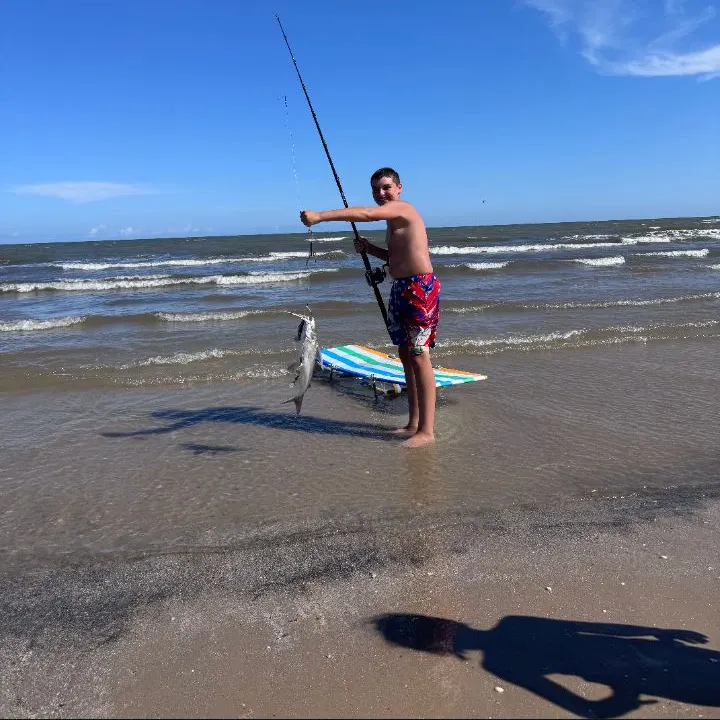Flat needlefish caught on Fishbrain