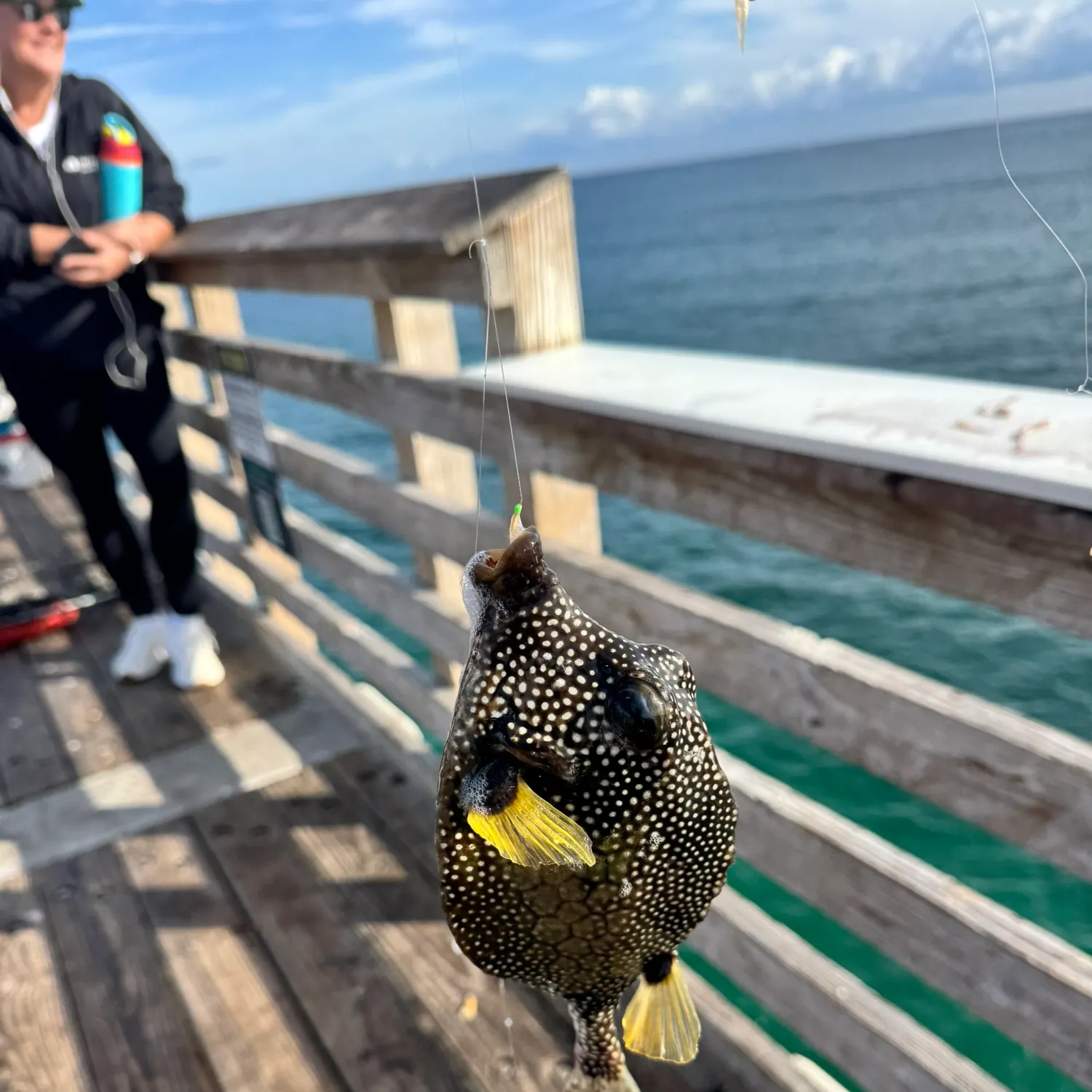 The most popular recent Smooth trunkfish catch on Fishbrain