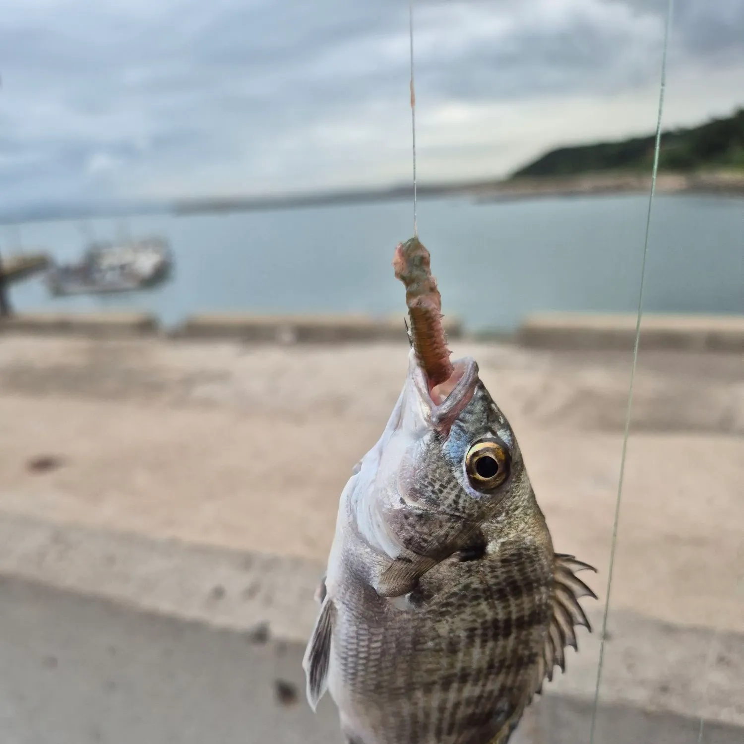 The most recent Blackhead seabream catches on Fishbrain
