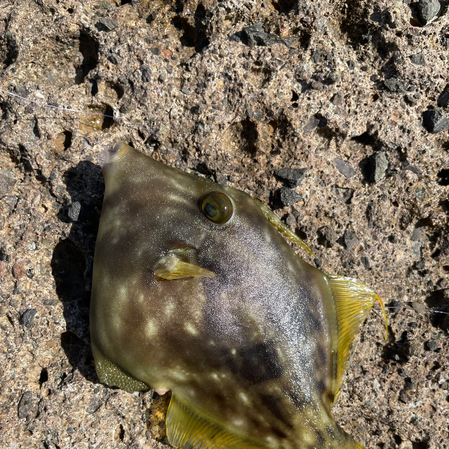 The most recent Planehead filefish catches on Fishbrain