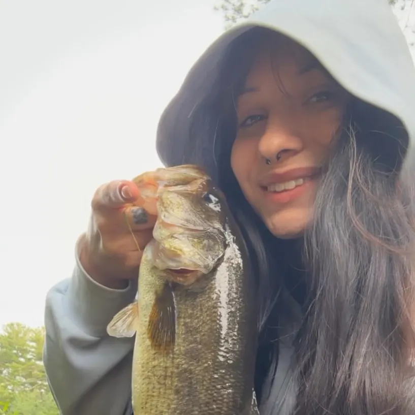 Largemouth bass caught on Fishbrain
