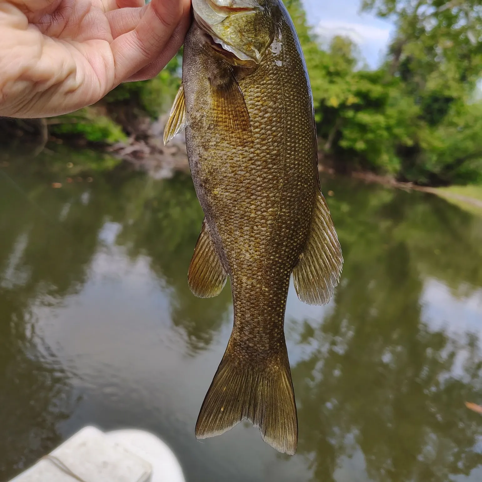 Smallmouth bass caught on Fishbrain