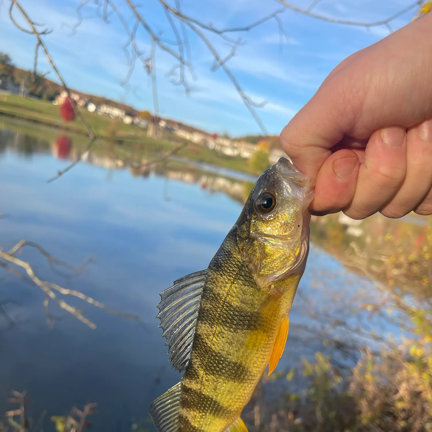 Yellow perch caught on Fishbrain