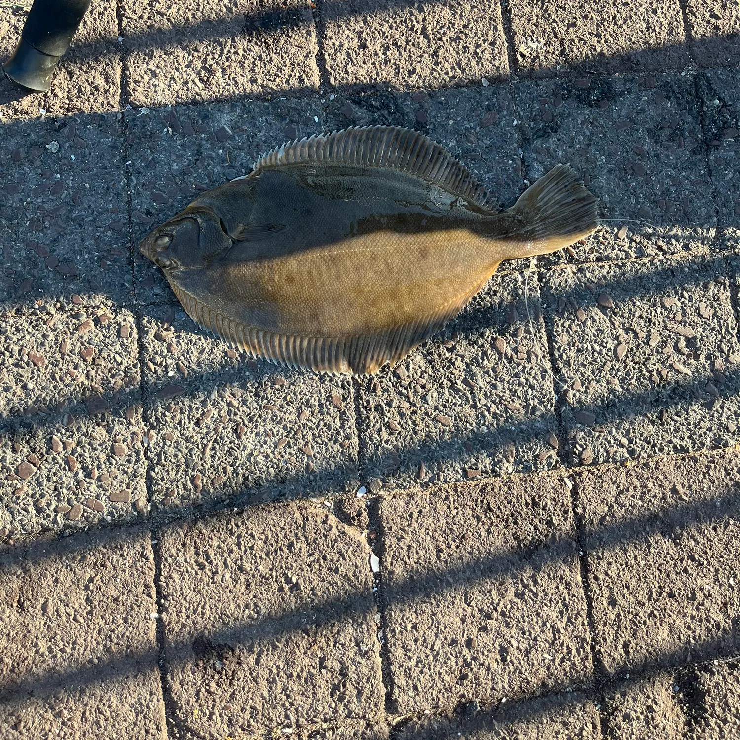 The most recent Winter flounder catches on Fishbrain