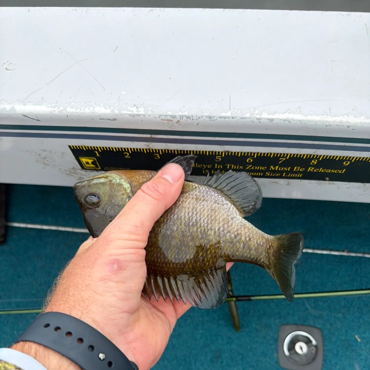 Bluegill caught on Fishbrain
