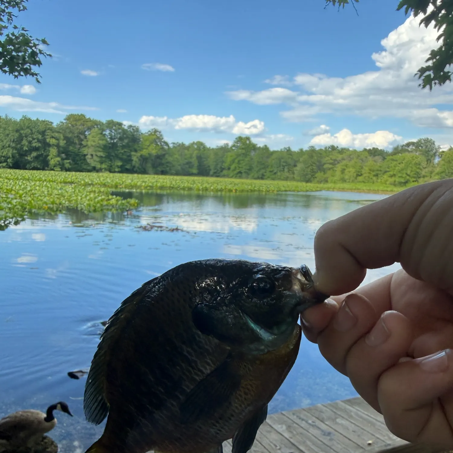 catch