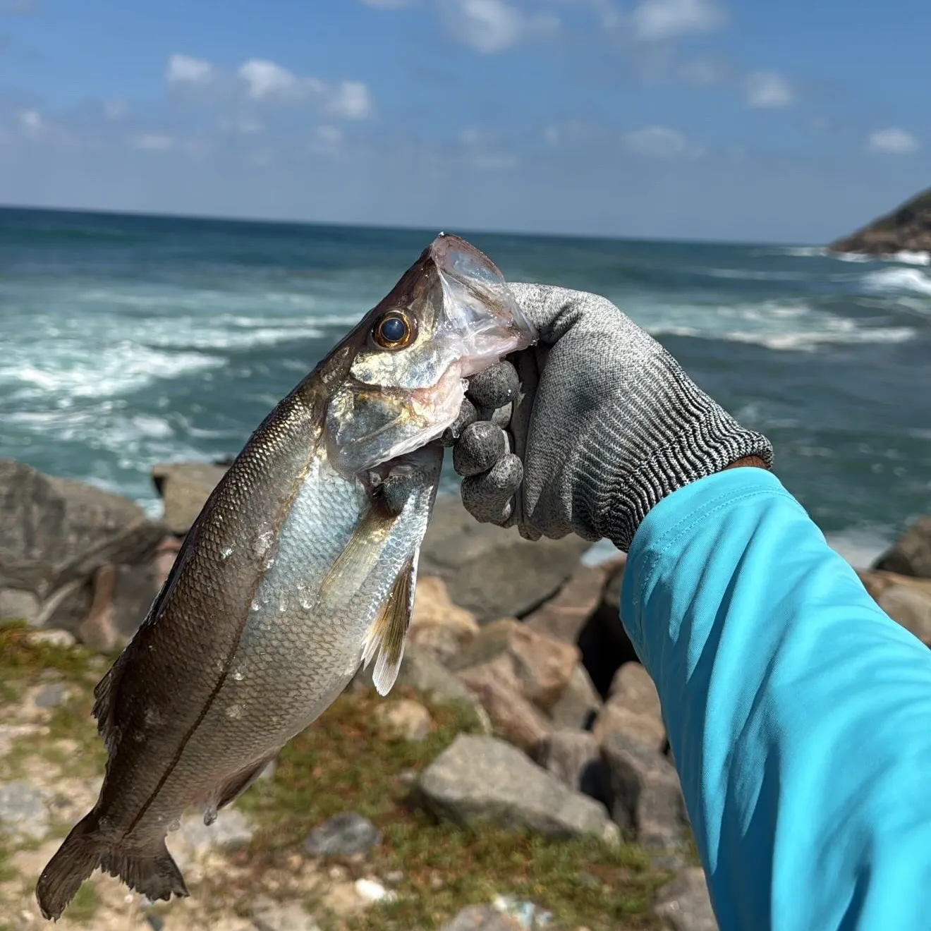 The most recent Fat snook catches on Fishbrain