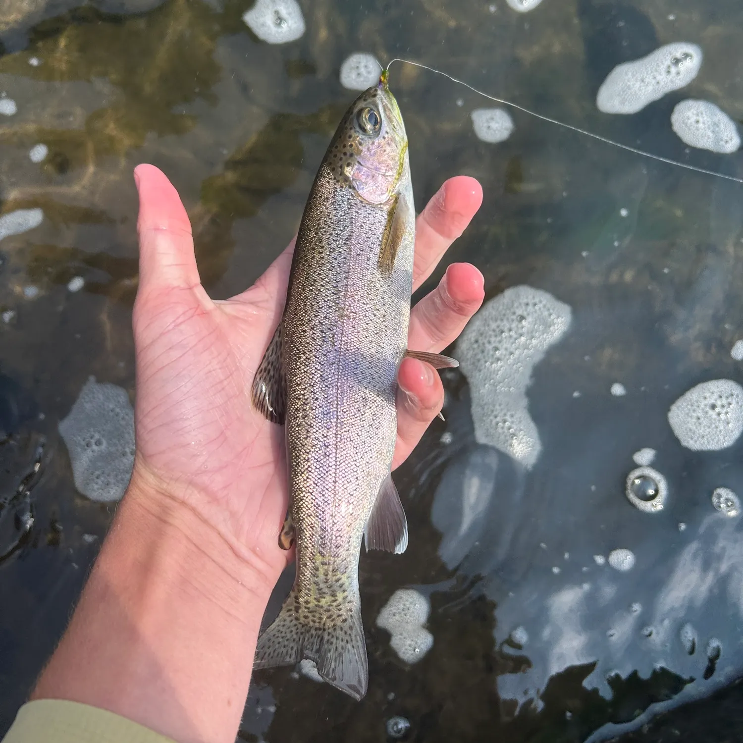 Rainbow trout caught on Fishbrain