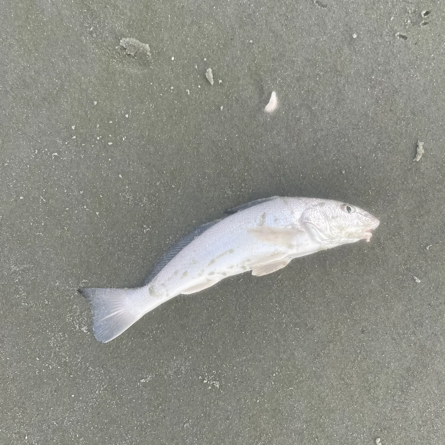Gulf kingcroaker caught on Fishbrain