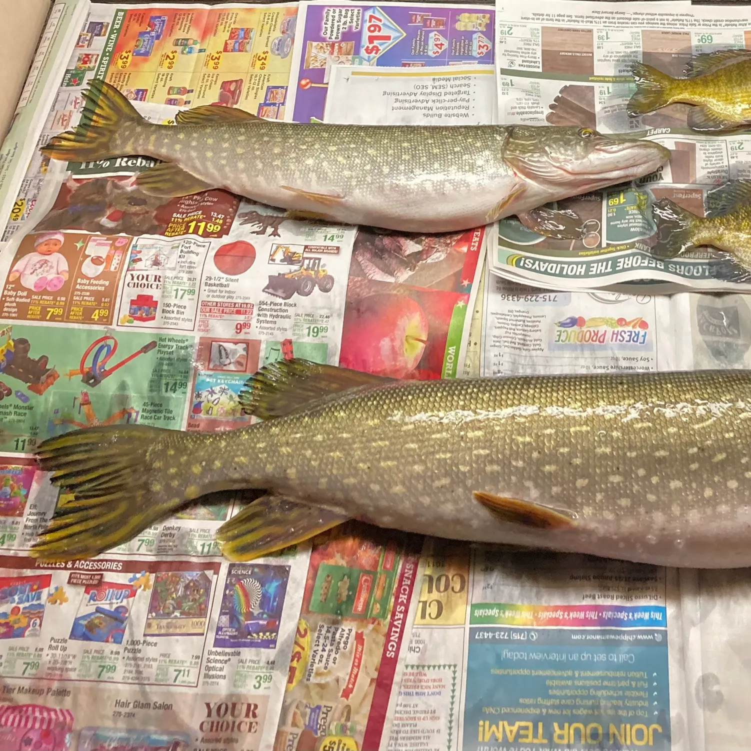 recently logged catches