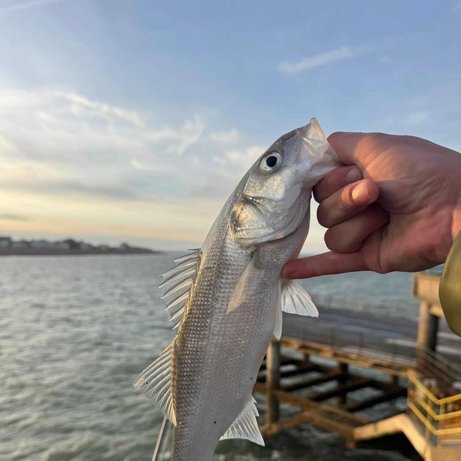 The most recent European seabass catches on Fishbrain