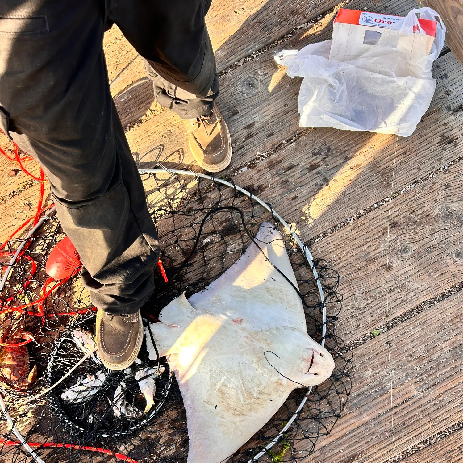 The most recent Pacific shovelnose guitarfish catches on Fishbrain