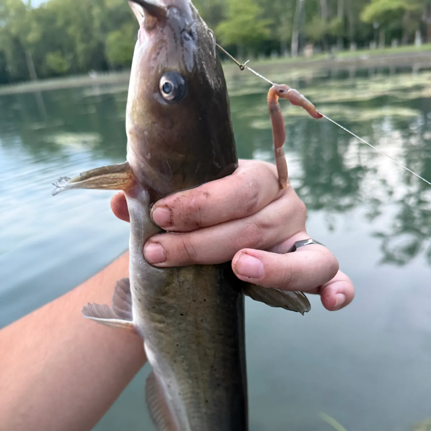 Channel catfish caught on Fishbrain