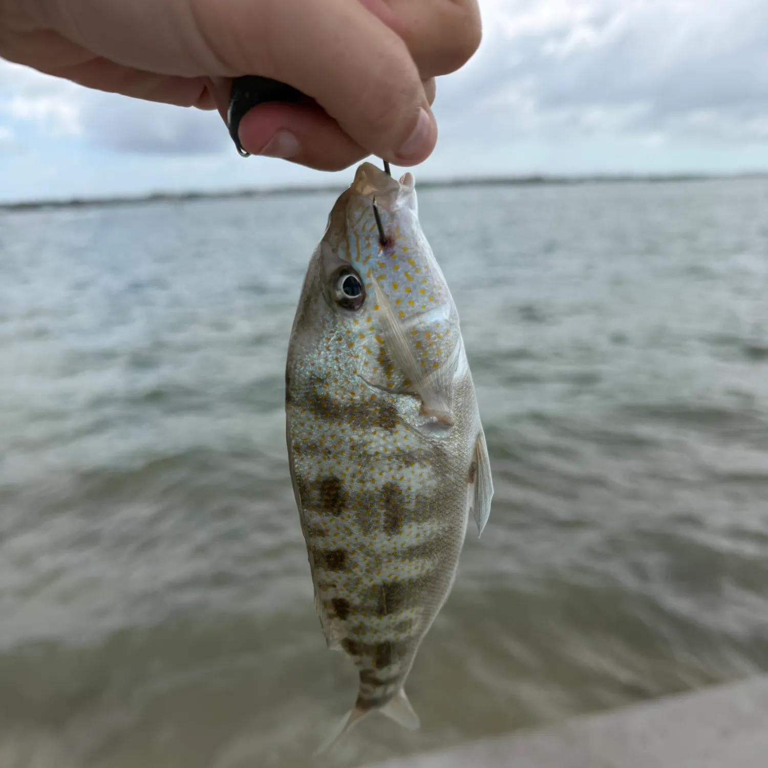 The most recent Pigfish catches on Fishbrain