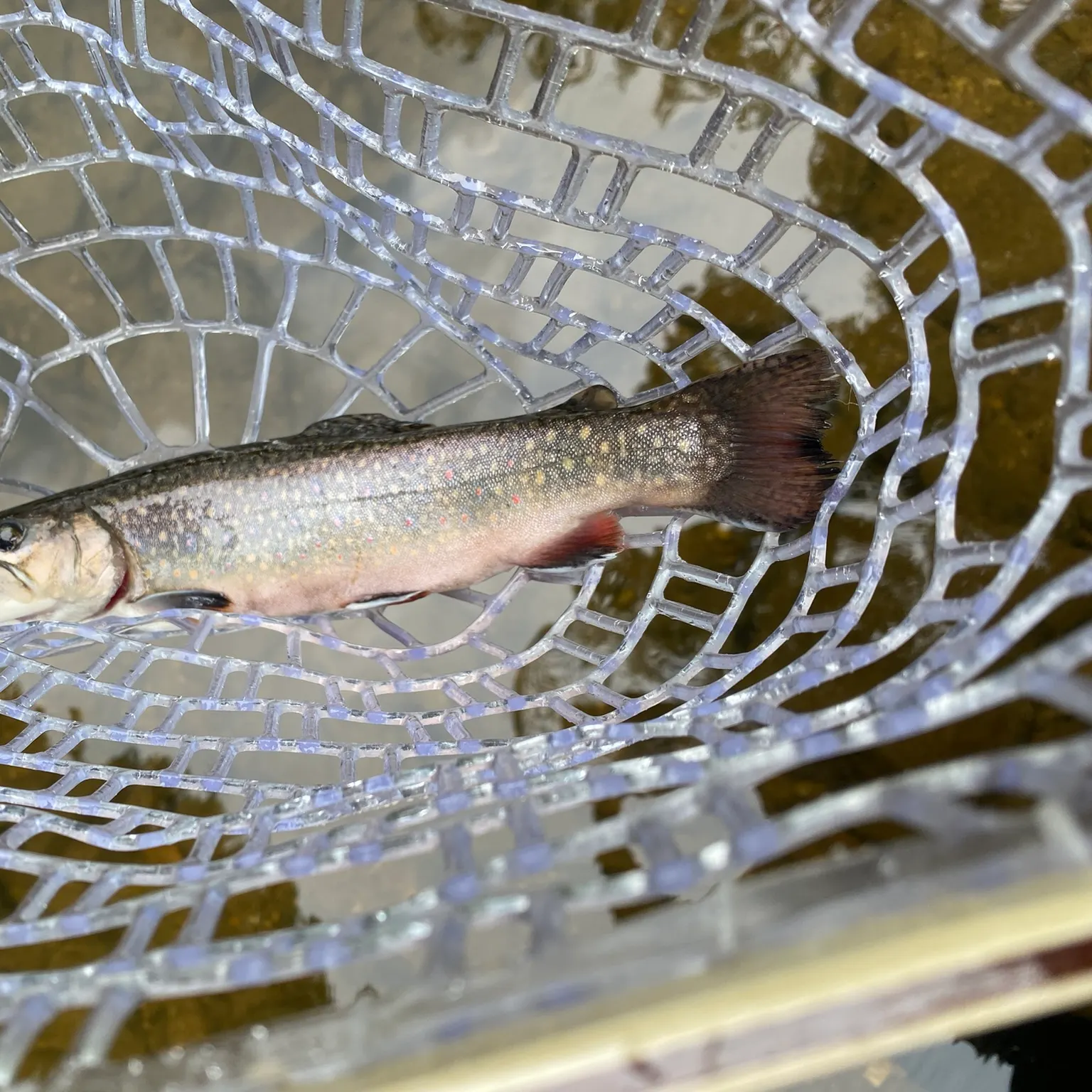 The most recent Brook trout catches on Fishbrain