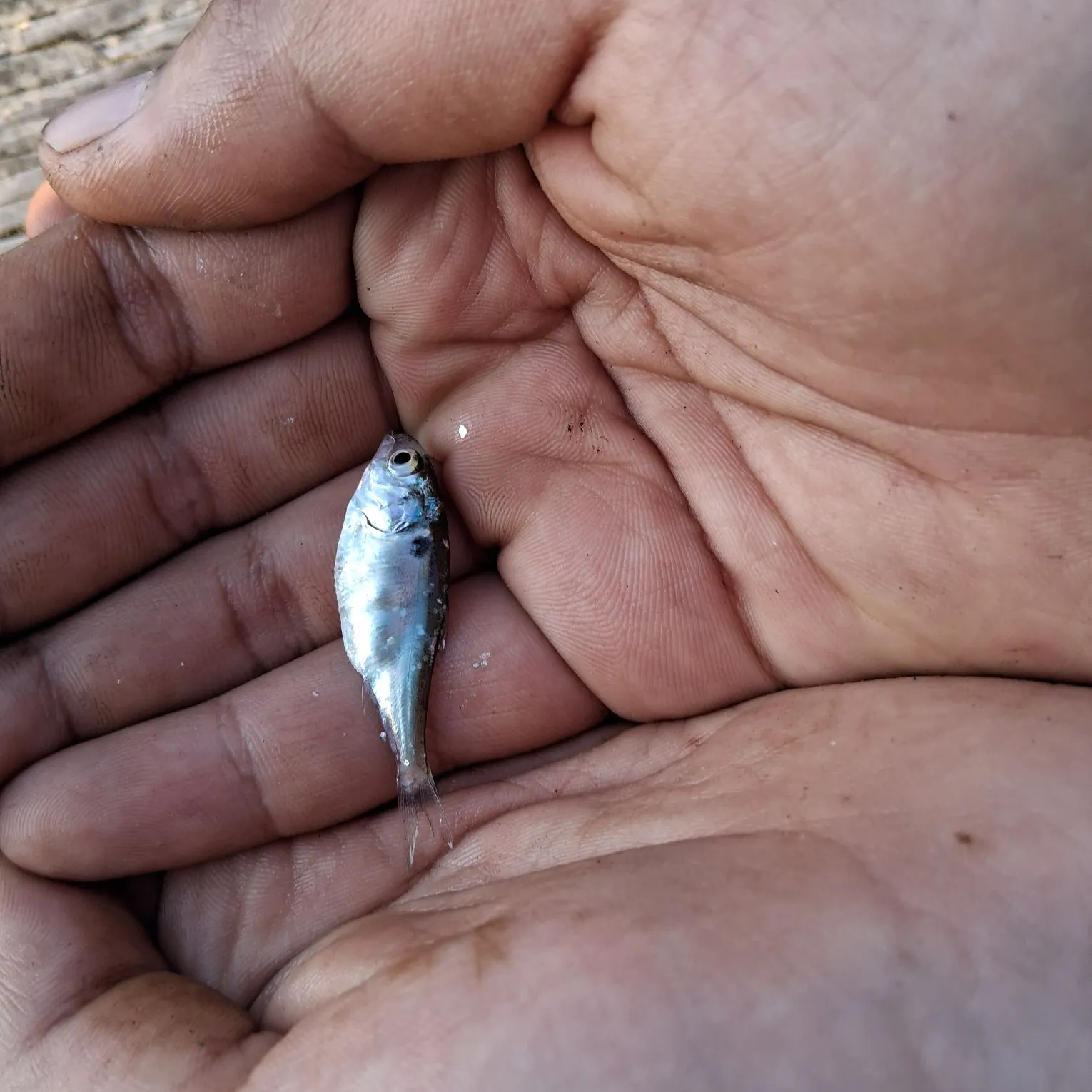 The most recent Threadfin shad catches on Fishbrain