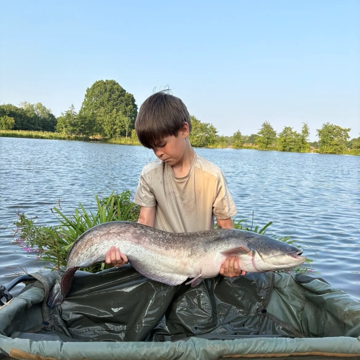 The most recent Wels catfish catches on Fishbrain